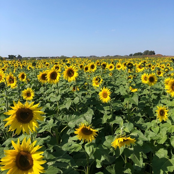 Meet your Posher, Elena - Picture 1 of 1